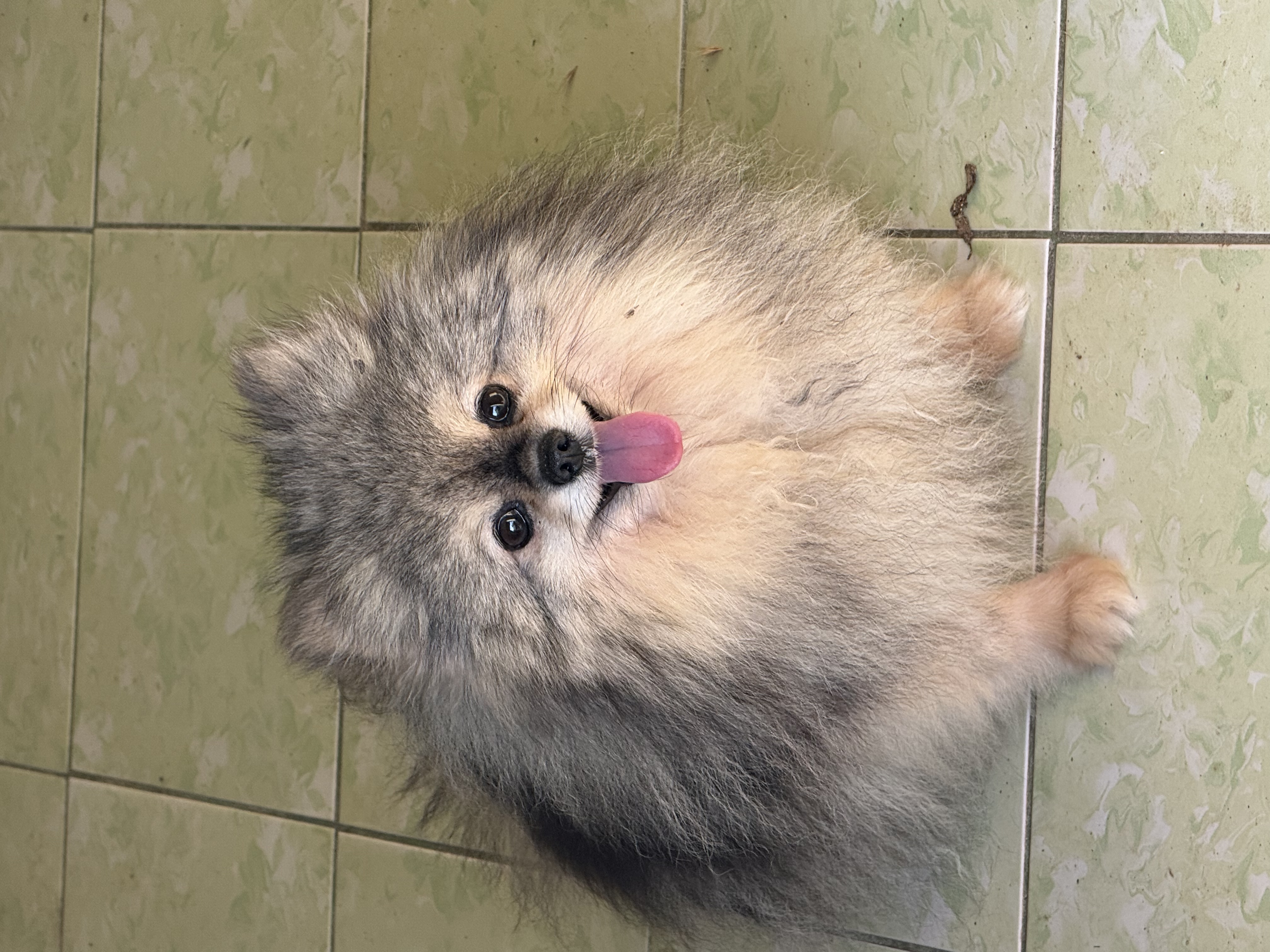Шпiц
