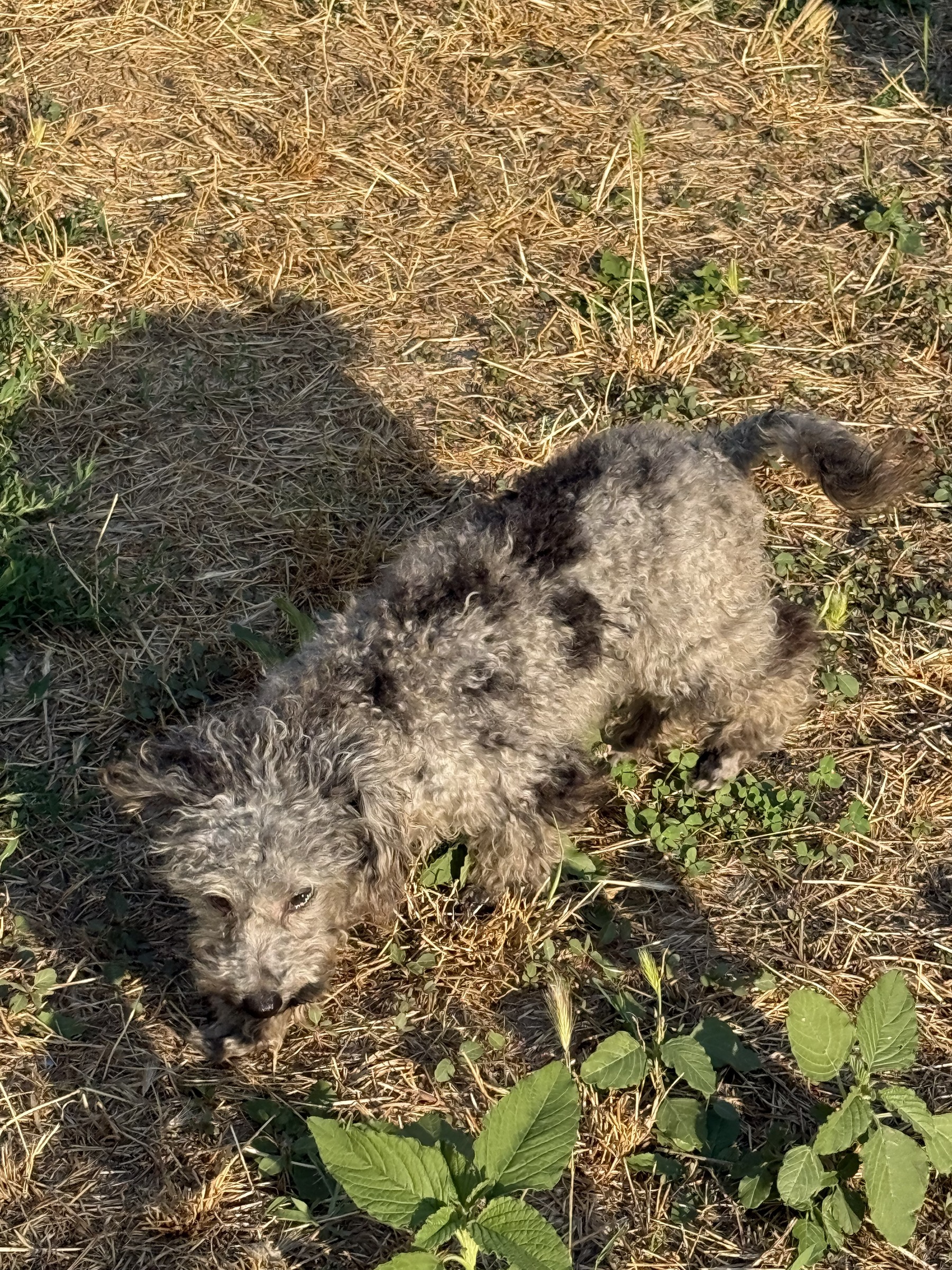 Грей — Пудель, фото 22
